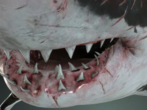 Shark Animated SHARK BIG Fish 3D Model