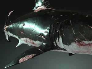 Shark Animated SHARK BIG Fish 3D Model