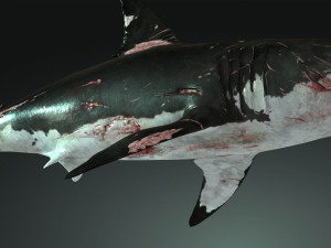 Shark Animated SHARK BIG Fish 3D 模型