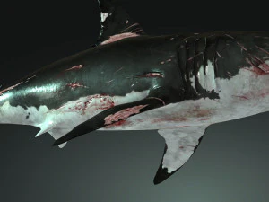 Shark Animated SHARK BIG Fish 3D Model