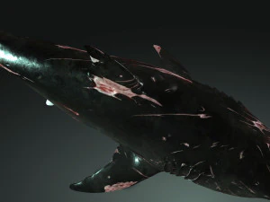 Shark Animated SHARK BIG Fish 3D Model