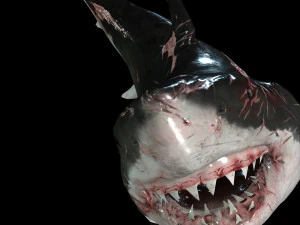 Shark Animated SHARK BIG Fish 3D Model