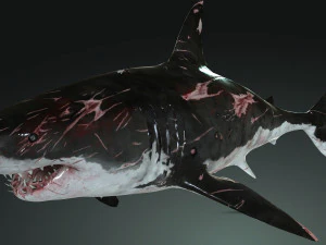 Shark Animated SHARK BIG Fish 3D Model