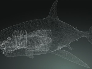 Shark Animated SHARK BIG Fish 3D 模型