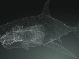 Shark Animated SHARK BIG Fish 3D Model