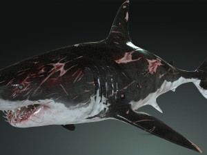 Shark Animated SHARK BIG Fish 3D 模型