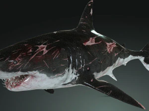 Shark Animated SHARK BIG Fish 3D Model