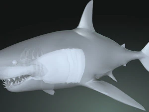 Shark Animated SHARK BIG Fish 3D Model