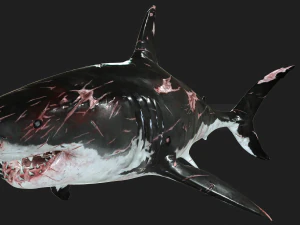 Shark Animated SHARK BIG Fish 3D Model