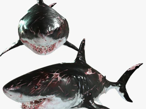 Shark Animated SHARK BIG Fish 3D Model