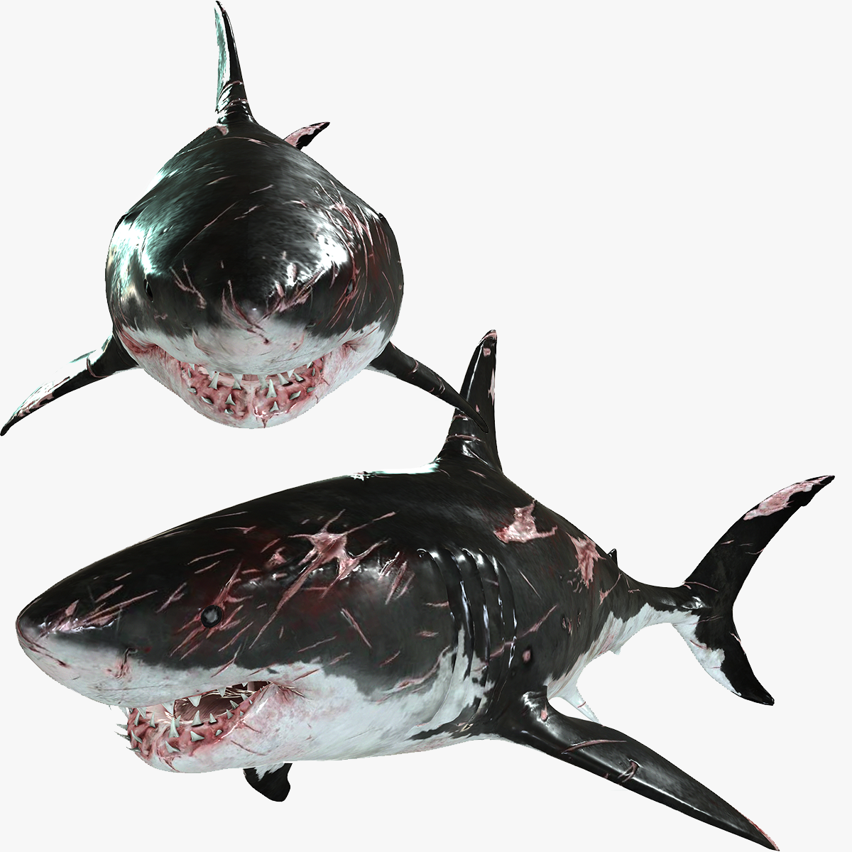 Shark Animated SHARK BIG Fish 3D Модель in Акула 3DExport