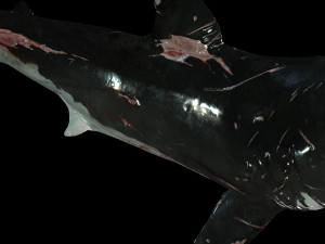 Shark Animated SHARK BIG Fish 3D 模型
