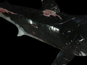 Shark Animated SHARK BIG Fish 3D Model