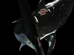 Shark Animated SHARK BIG Fish 3D 模型