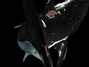 Shark Animated SHARK BIG Fish 3D Model