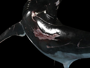Shark Animated SHARK BIG Fish 3D 模型