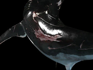 Shark Animated SHARK BIG Fish 3D Model