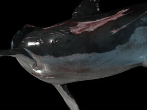 Shark Animated SHARK BIG Fish 3D 模型