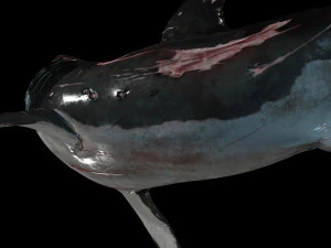 Shark Animated SHARK BIG Fish 3D Model