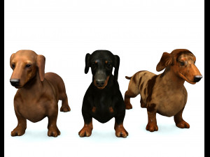 DOG Dachshund 3 DOG Model 3D