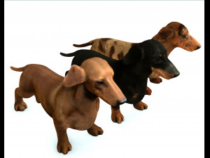 DOG Dachshund 3 DOG Model 3D