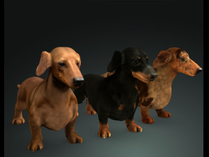 DOG Dachshund 3 DOG Model 3D
