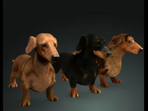 DOG Dachshund 3 DOG 3D Model