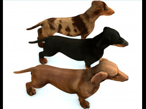 DOG Dachshund 3 DOG Model 3D