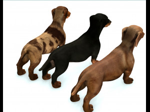 DOG Dachshund 3 DOG Model 3D