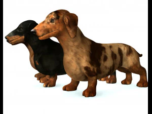 DOG Dachshund 3 DOG 3D Model