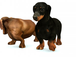 DOG Dachshund 3 DOG Model 3D