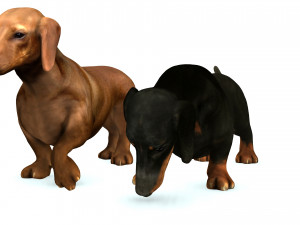 DOG Dachshund 3 DOG Model 3D