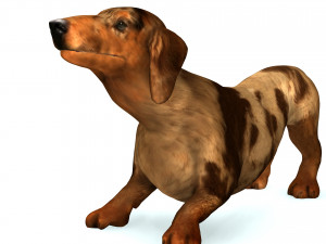 DOG Dachshund 3 DOG Model 3D
