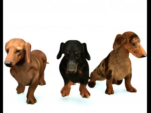 DOG Dachshund 3 DOG 3D Model