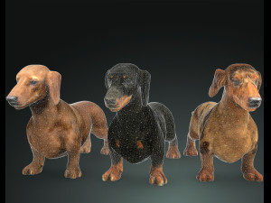 DOG Dachshund 3 DOG Model 3D