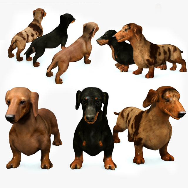 DOG Dachshund 3 DOG Model 3D .c4d .max .obj .3ds .fbx .stl .blend 
