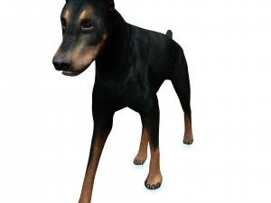 DOG Doberman 3D DOG 3D Model