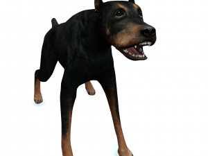 DOG Doberman 3D DOG Model 3D