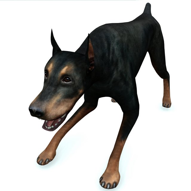 DOG Doberman 3D DOG 3D Модель in Собака 3DExport