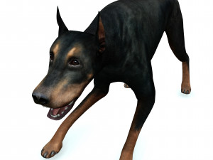 DOG Doberman 3D DOG Model 3D