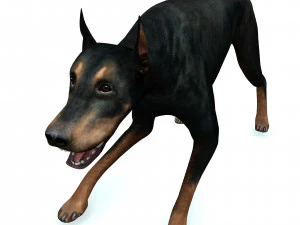 DOG Doberman 3D DOG 3D Model