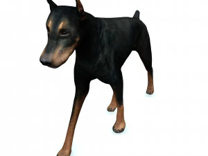 DOG Doberman 3D DOG 3D Model