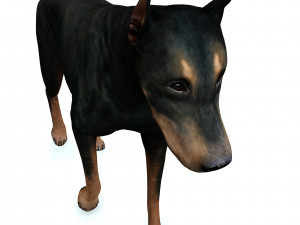 DOG Doberman 3D DOG Model 3D