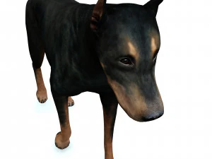 DOG Doberman 3D DOG 3D Model