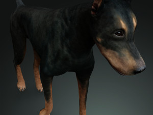 DOG Doberman 3D DOG Model 3D