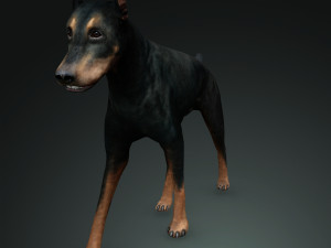 DOG Doberman 3D DOG Model 3D
