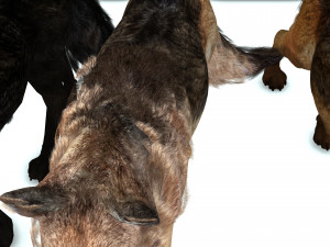 DOG German Shepherd DOG 3D Model