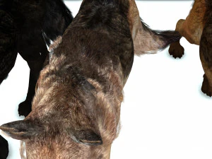 DOG German Shepherd DOG 3D Model