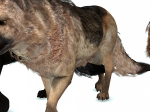 DOG German Shepherd DOG 3D Model