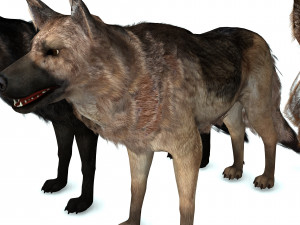 DOG German Shepherd DOG 3D Model
